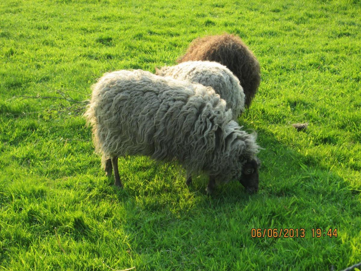 B&B De Tol Hulst Exterior foto